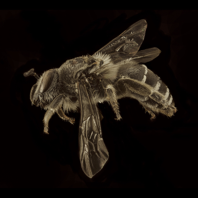Colletes latitarsis Robertson, 1891