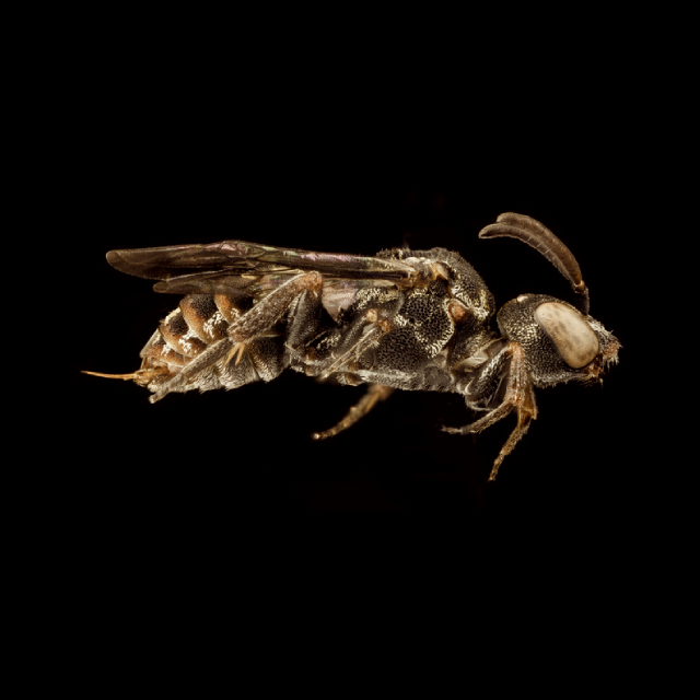 Holcopasites heliopsis (Robertson, 1897)