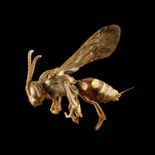 Nomada obliterata Cresson, 1863
