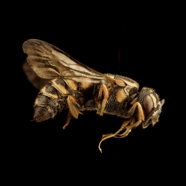 Stelis (Dolichostelis) louisae Cockerell, 1911