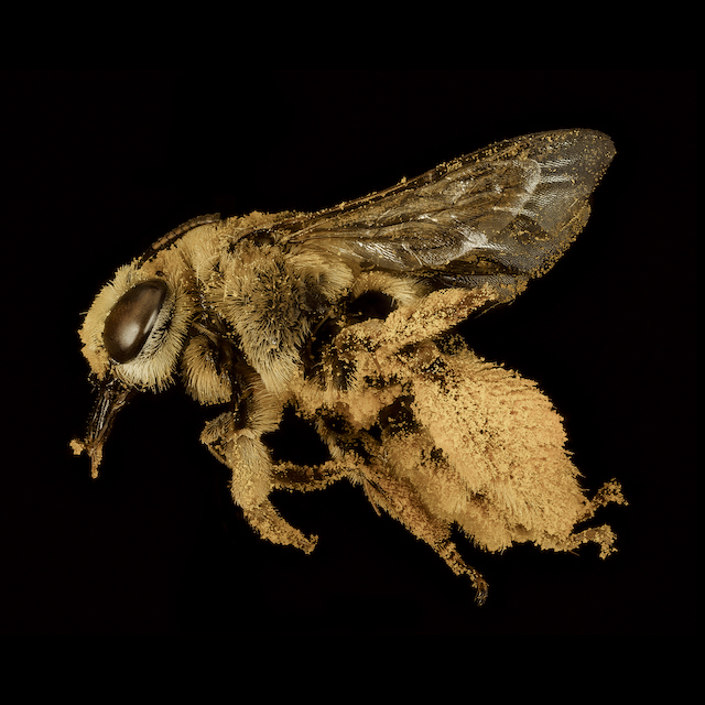 Svastra (Epimelissodes) petulca (Cresson, 1878)