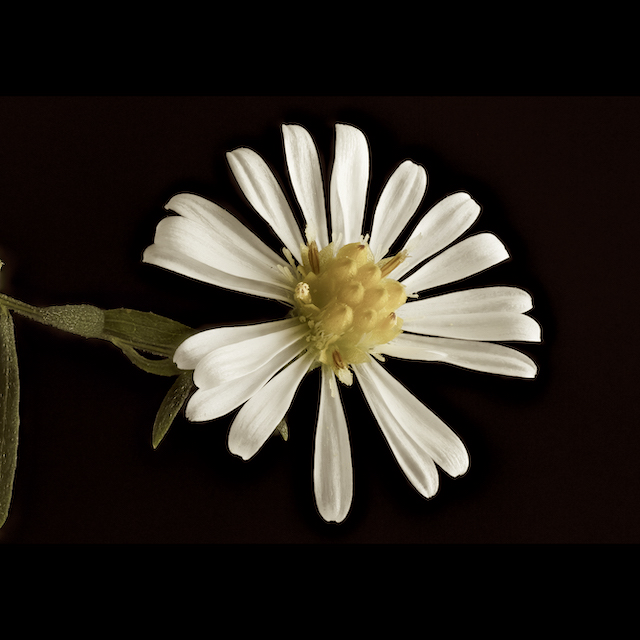 Symphyotrichum pilosum (Willd.) G.L. Nesom