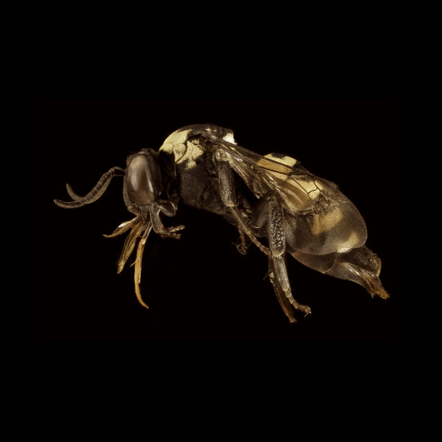 Triepeolus concavus (Cresson, 1878)