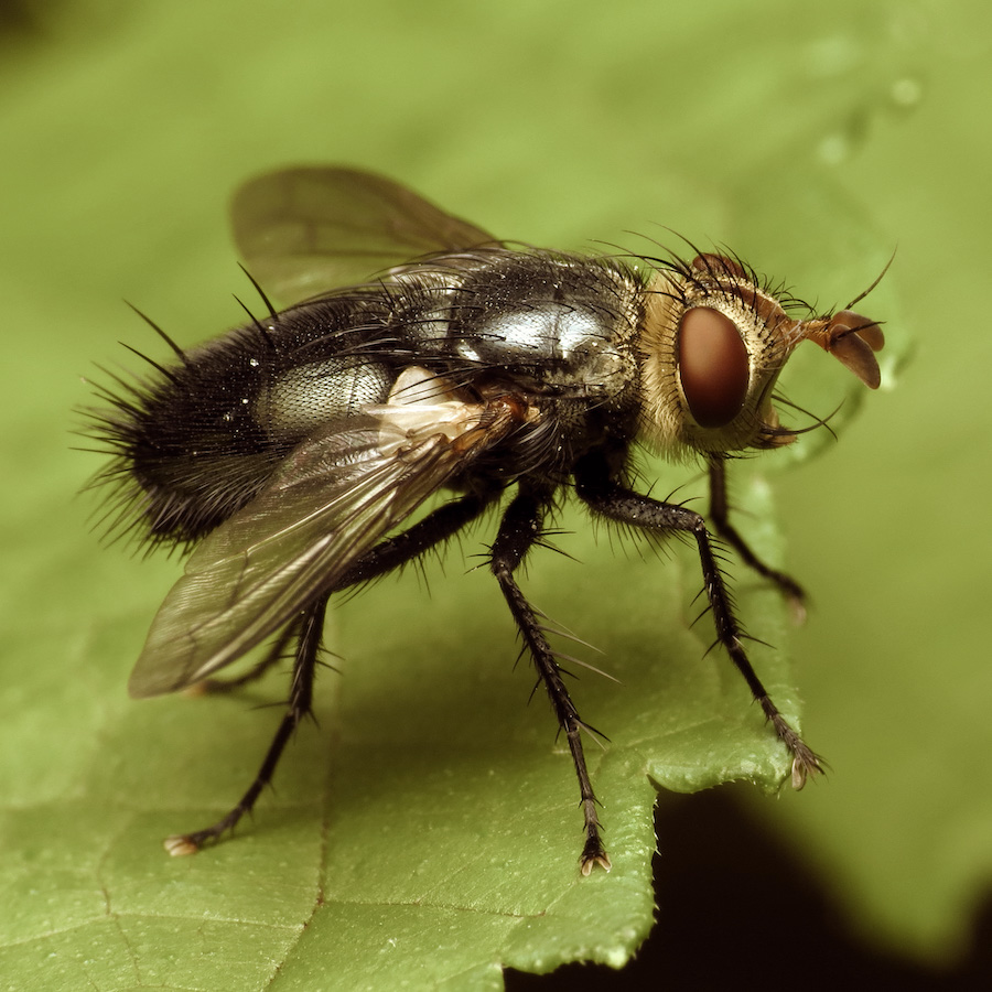 Parasitic Flies