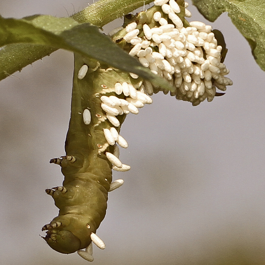Parasitoid Wasps